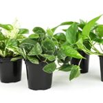 Best Plants for Bathroom