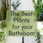 Indoor Plants for Bathroom Decor