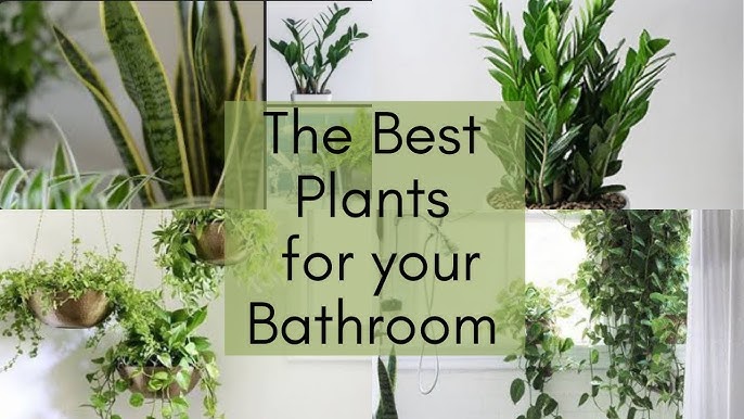 Indoor Plants for Bathroom Decor: Transform Your Space with Greenery